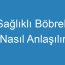 Sağlıklı Böbrek Nasıl Anlaşılır