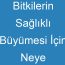 Bitkilerin Sağlıklı Büyümesi İçin Neye İhtiyaçları Vardır