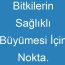 Bitkilerin Sağlıklı Büyümesi İçin Nokta. İhtiyaçları Vardır