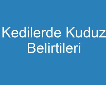 Kedilerde Kuduz Belirtileri